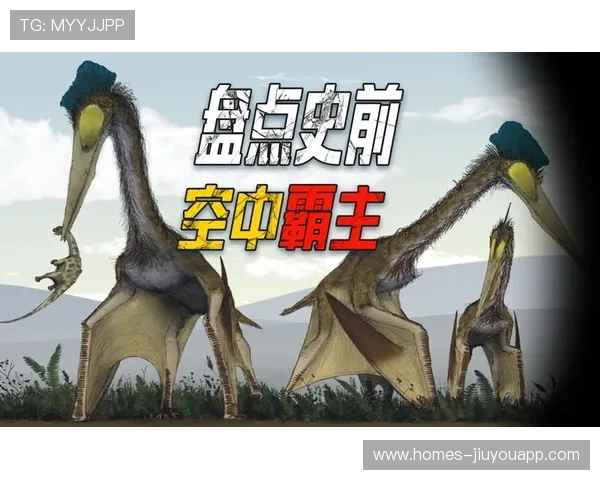 空中霸权：推理2026年为何头球将决定冠军归属。，空中霸主百科